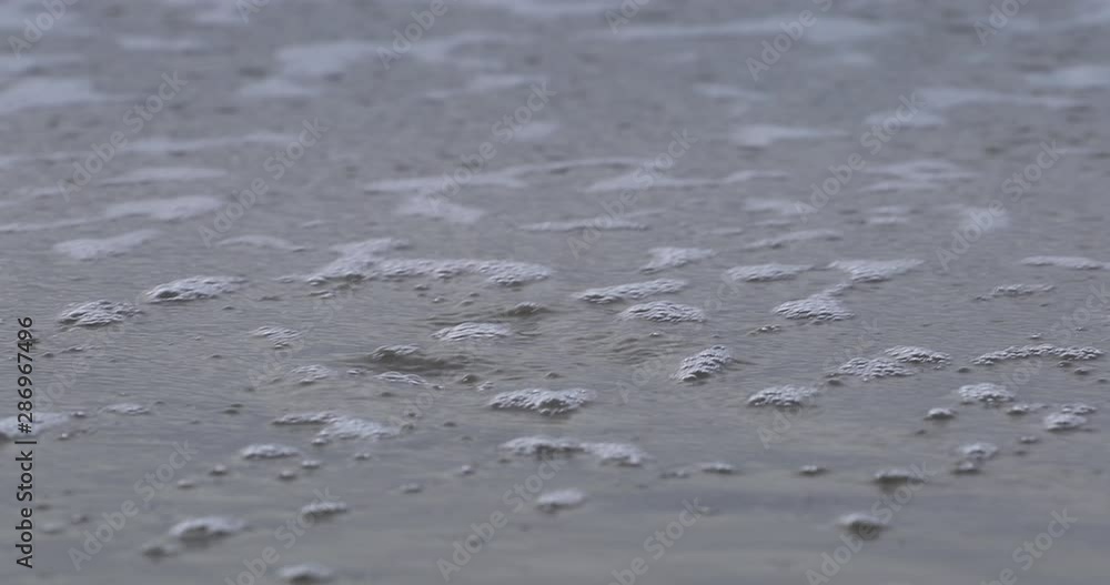 Sand Dollars On a Beach Are Washed Away By Wave Sand Dollars On a Beach Are Washed Away By Wave