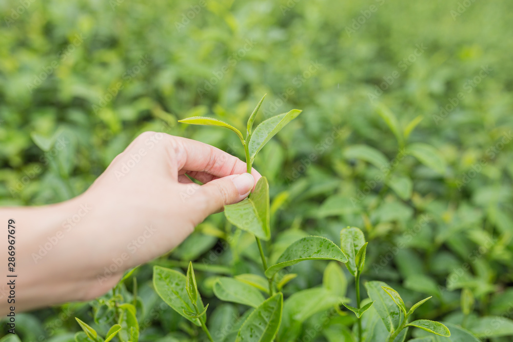 Picking tea leaves by hand in organic green tea farm in the morn. Picking tea leaves by hand in organic green tea farm in the morn.