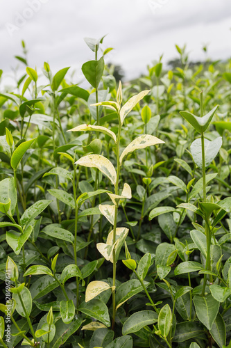 Tea, leaves, shoots and stems are agricultural products.