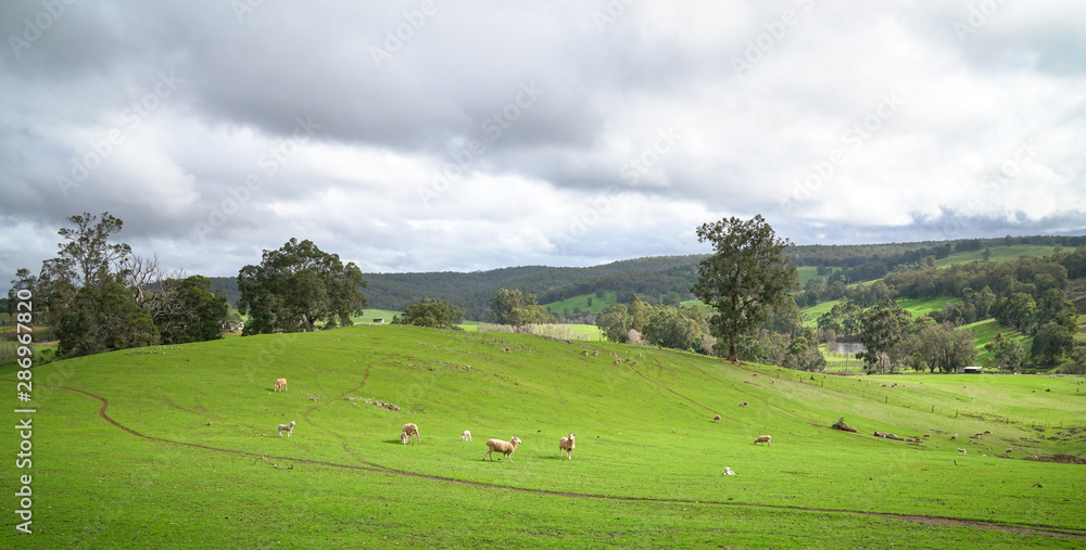 Sheeps in meadow of green farm land