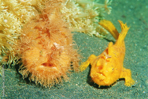 Orange yellow Hairy frogfish  adult and juvenile swimming  near reef  or sponges with same color. Found in Lembeh Straits, Indonesia. photo