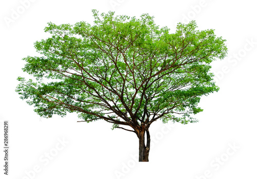 Tree isolated on white background with clipping path04