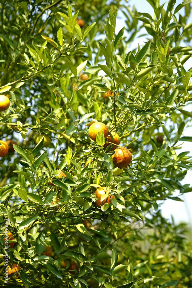 Fruit on tree. Orange - Tak