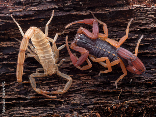 freshly moulted juvenile brown bark scorpion, Centruroides gracilis, next to its shed skin, on bark, from above