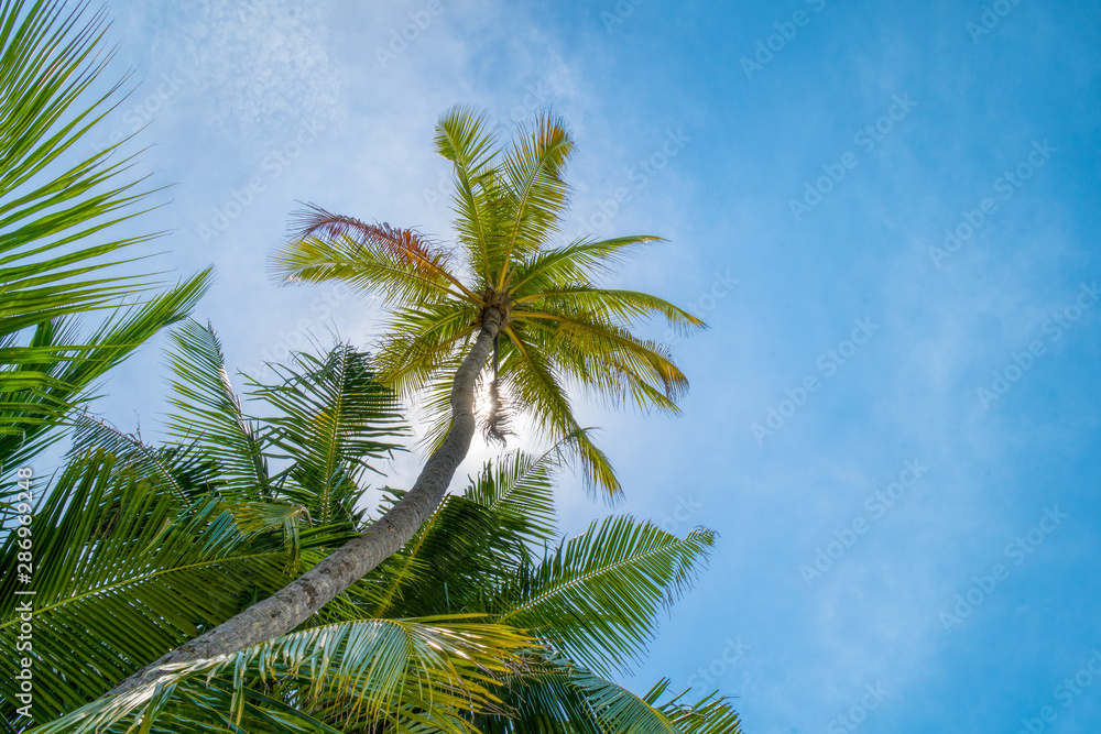 Fototapeta premium Beach summer vacation holidays background with coconut palm tree