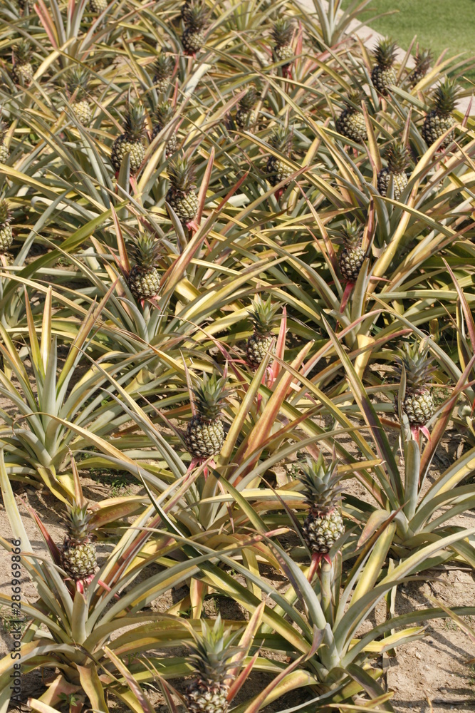 Fruit on tree. Pineapple - Chiang Mai Fruit on tree. Pineapple - Chiang Mai