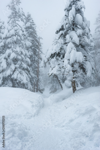 雪の道 © yusei