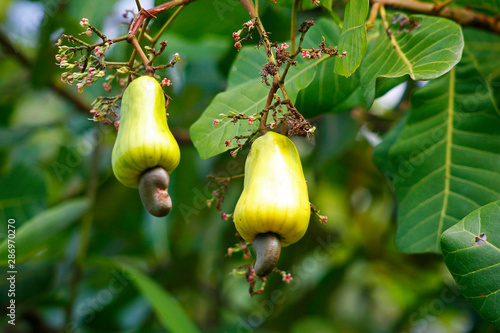 Fruit on tree. Cashew Nut - Chumphon