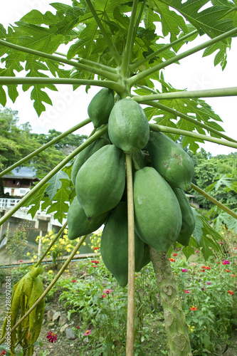 Fruit on tree. Papaya - Nan