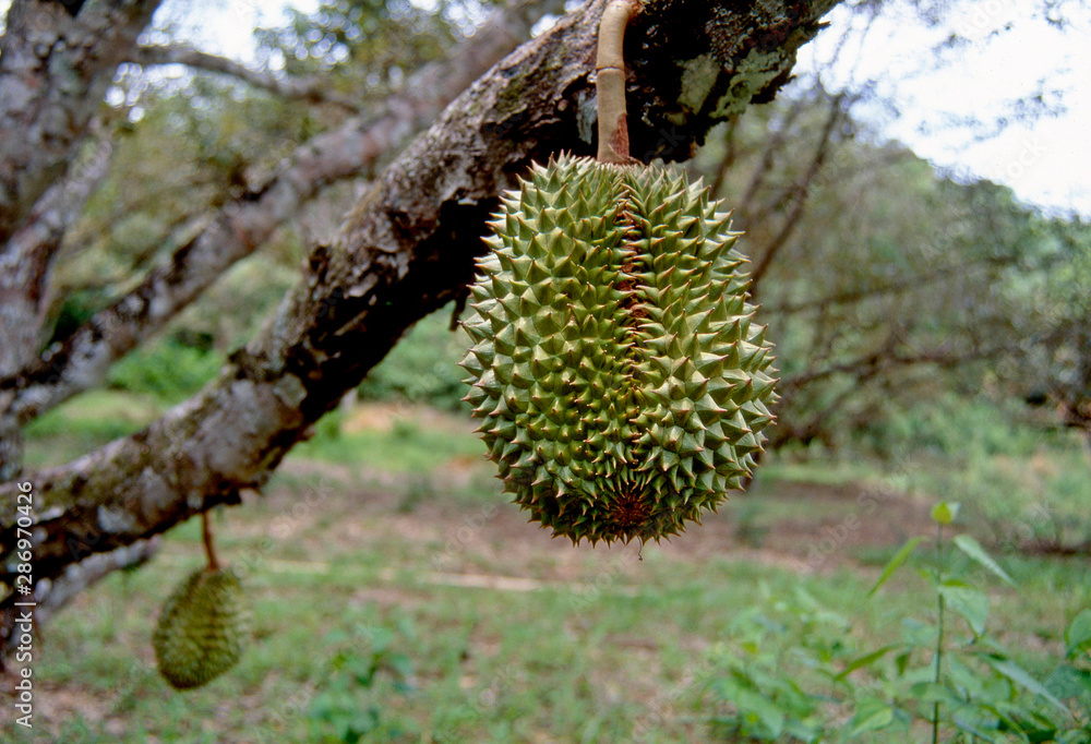 Fruit on tree. Durian - Rayong Fruit on tree. Durian - Rayong