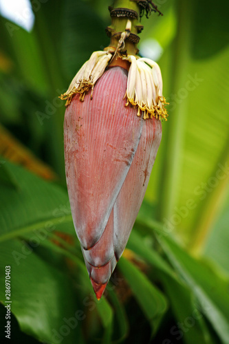 Fruit on tree. Banana - Uthai Thani