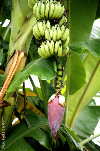 Fruit on tree. Banana - Uthai Thani