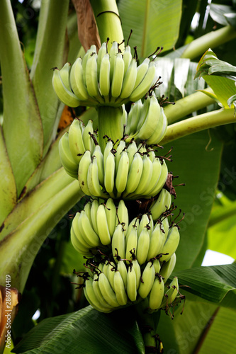 Fruit on tree. Banana - Uthai Thani
