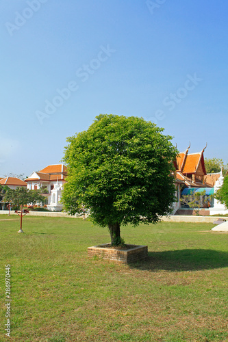 Fruit on tree. Mango - Ayutthaya