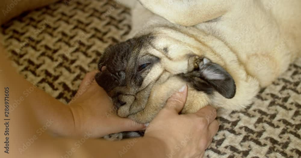 Owner making massage to his lazy cute pug dog on bed. Relax. Funny elastic skin, folds and wrinkles. Stroking, petting. Lying upside down, belly up. Owner loves the pet Owner making massage to his lazy cute pug dog on bed. Relax. Funny elastic skin, folds and wrinkles. Stroking, petting. Lying upside down, belly up. Owner loves the pet