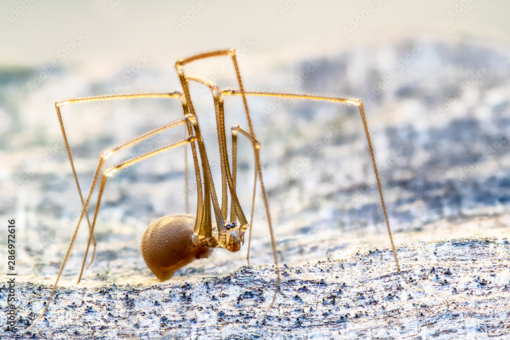 Closeup of a tender spider with long legs ( Pholcidae ). Concept spiders.