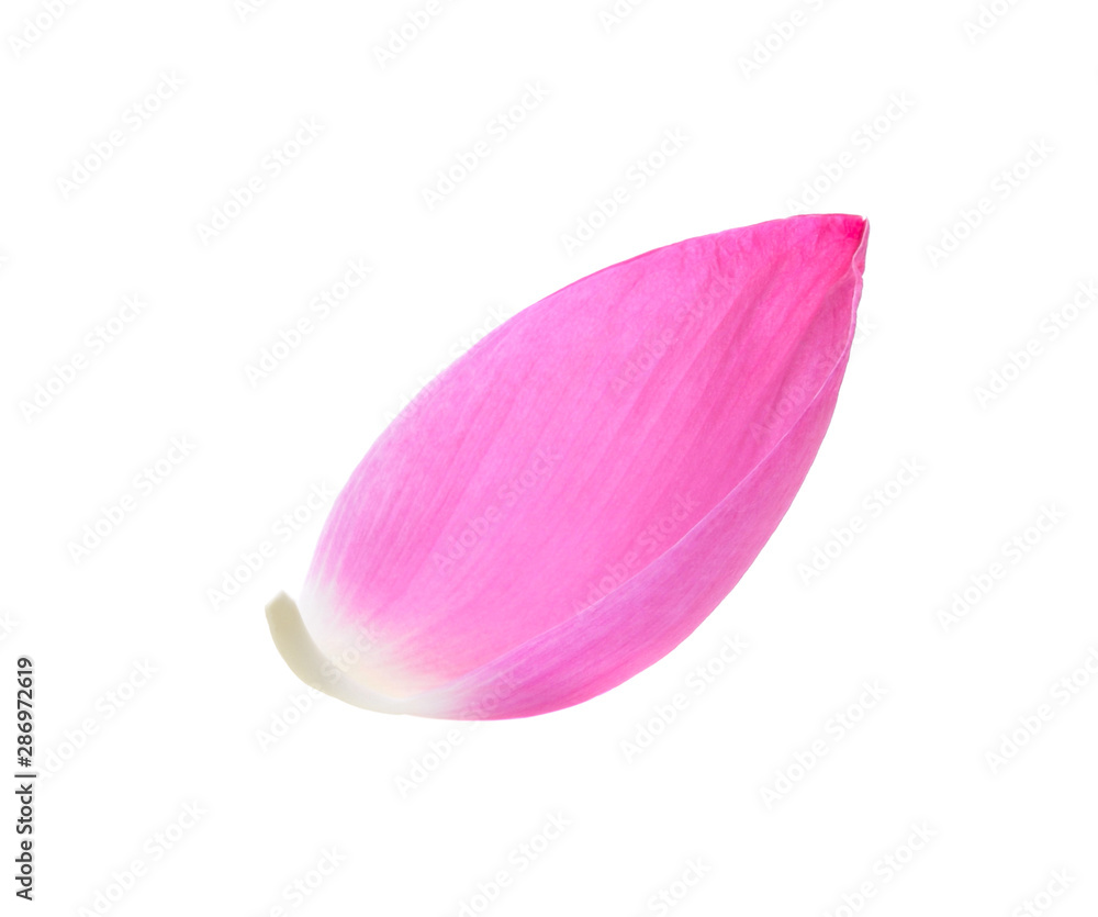 Lotus petal on white background Lotus petal on white background