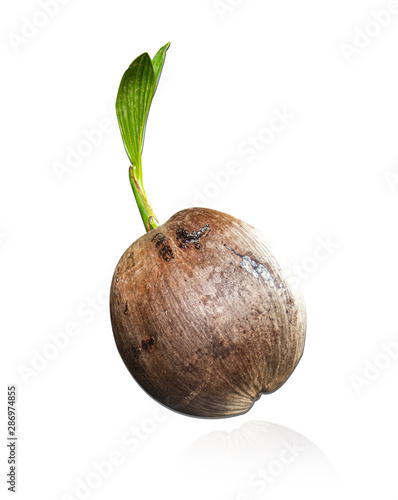 Sprout of coconut tree isolated on white background