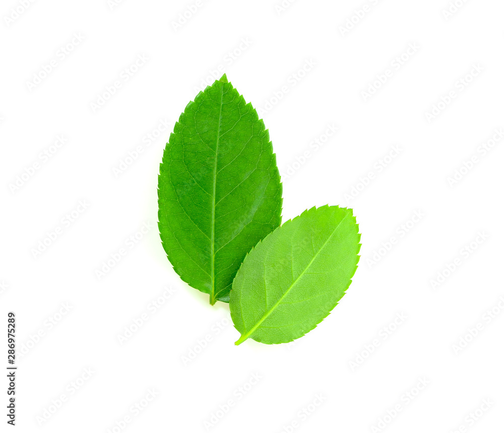 Fototapeta premium Rose leaves on a white background