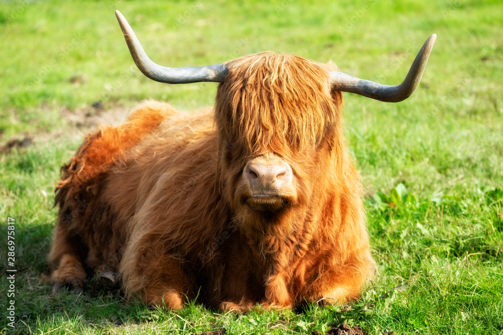 Scottish Highland cow