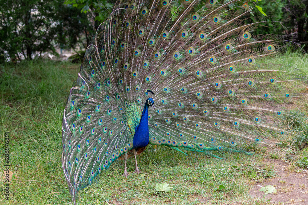 Obraz premium Peacock in yard