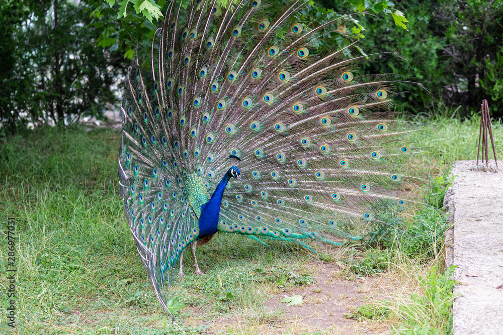 Obraz premium Peacock in yard