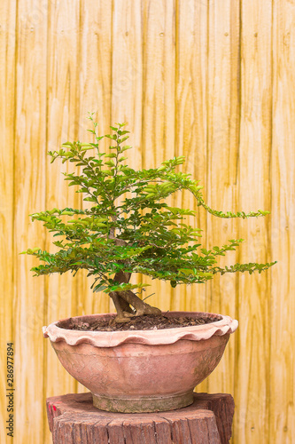 bonsai In Thailand Small tree