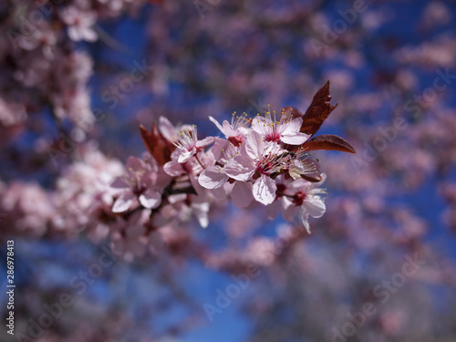 cherry flower closeup