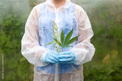 A sprig of medicinal hemp in the hands of a specialist in a white suit and blue gloves. The concept of herbal alternative medicine, CBD, pharmaceuticals medicinal agriculture photo