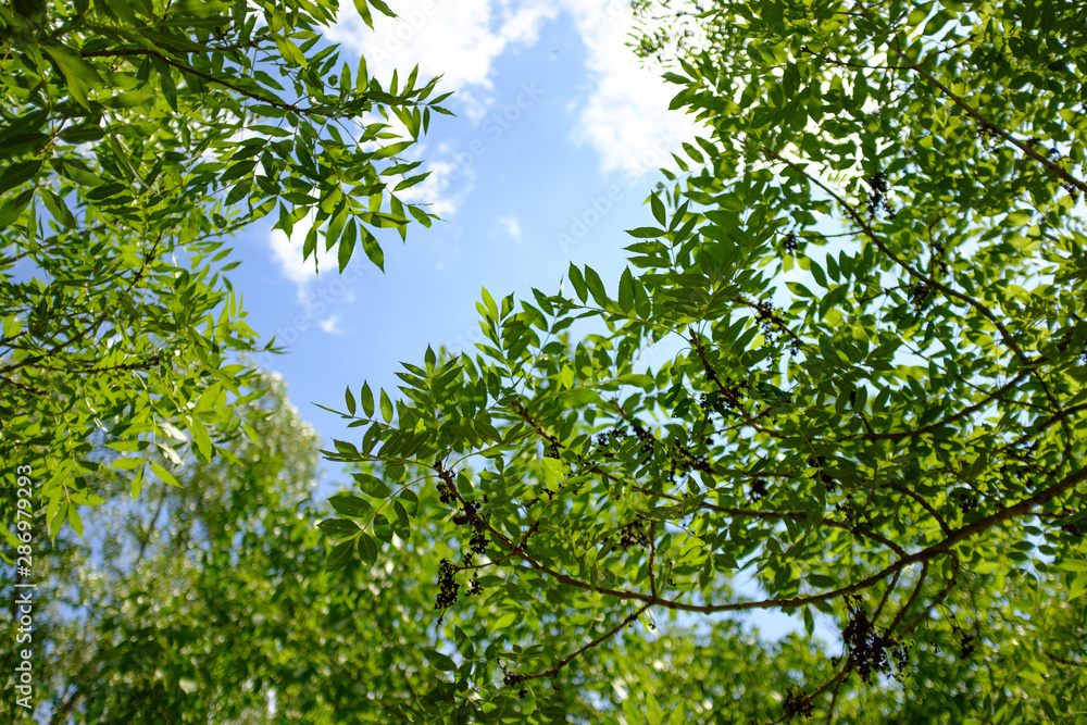 Green landscape abstract background with many green leaves foliage on a blue sunny sky on a summer scene Green landscape abstract background with many green leaves foliage on a blue sunny sky on a summer scene