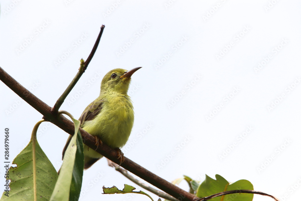 Fototapeta premium bird on a branch
