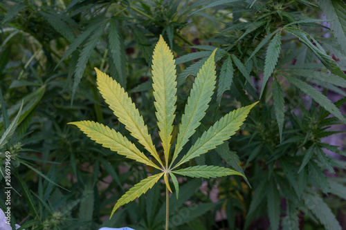 Closeup green leaf of wild hemp on a background of green marijuana. The concept of herbal alternative medicine  CBD  pharmaceuticals  Medicinal agriculture.