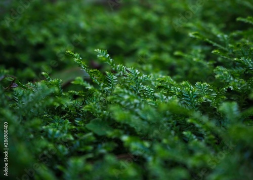 Beautiful green Selaginella ‘Emerald Isle’ Spikemoss in the shade.