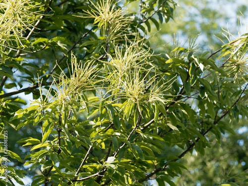  Castanea sativa  Ch  taignier commun aux grandes feuilles vert luisant oblongues  lanc  ol  es  dent  es entre bogues et fleurs et chatons dress  s sur ses branches en   t   