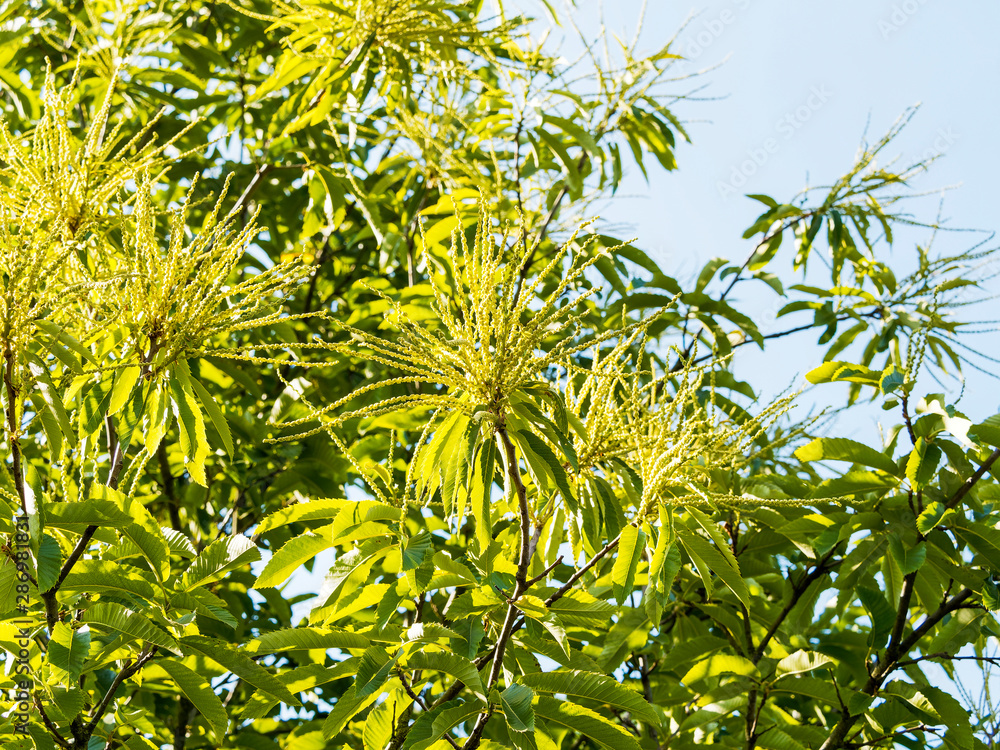 Obraz premium Floraison en chatons dressés du châtaignier commun (Castanea sativa)