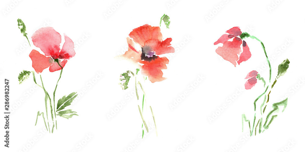 Set of red Poppy flowers on white background. Summer flowers sketch. Watercolor painting,decorative and stylish.