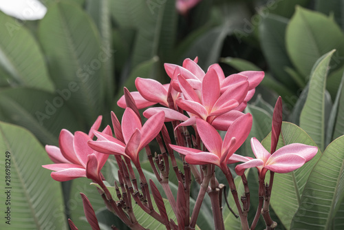 Pink plumeria flowers with natural background photo