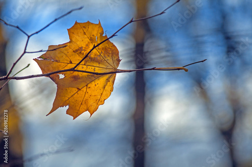Yellow autumn leave of a maple lying on a tree branch on a blurred background of tree trunks. Fall.