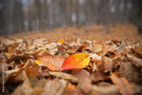 Autumn leaves on the forest ground.