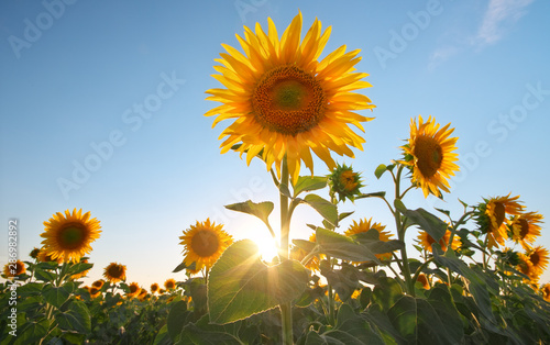 Field of sunflowers at sunset.