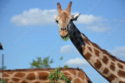 Photography Giraffe in zoo