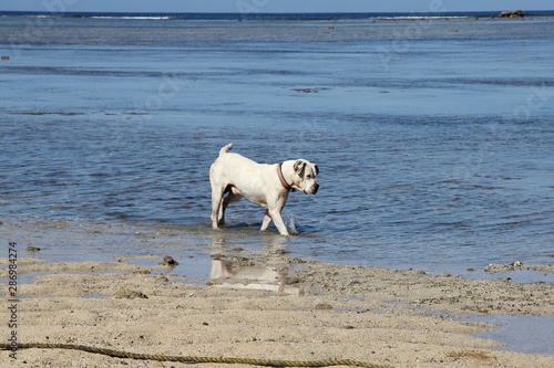 An old white dog playing around Coral Coast, Fiji during low tide time. © peacefoo