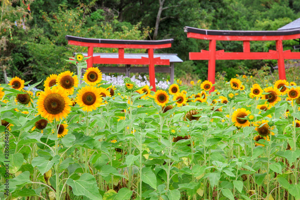 ひまわりと赤い鳥居