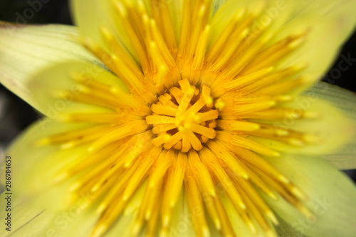 flor de lotus amarela closeup