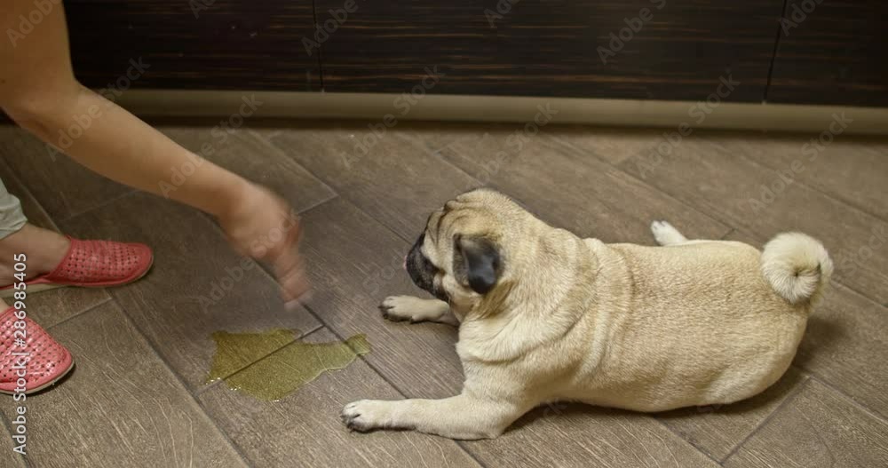 A naughty, untrained, illmannered dog peed at home on the floor. The