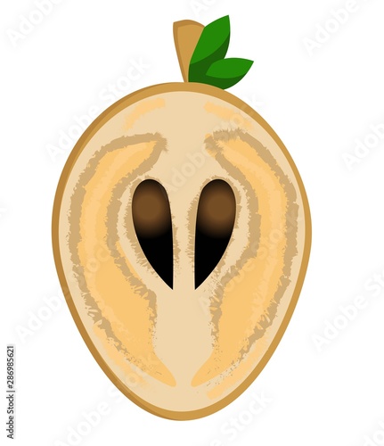 Sapodilla, fruit doodle drawings vector illustration. .Sapodilla, fruit doodle drawings vector illustration. Manilkara kauki seeds are tropical fr.it that are classified as sapodilla photo