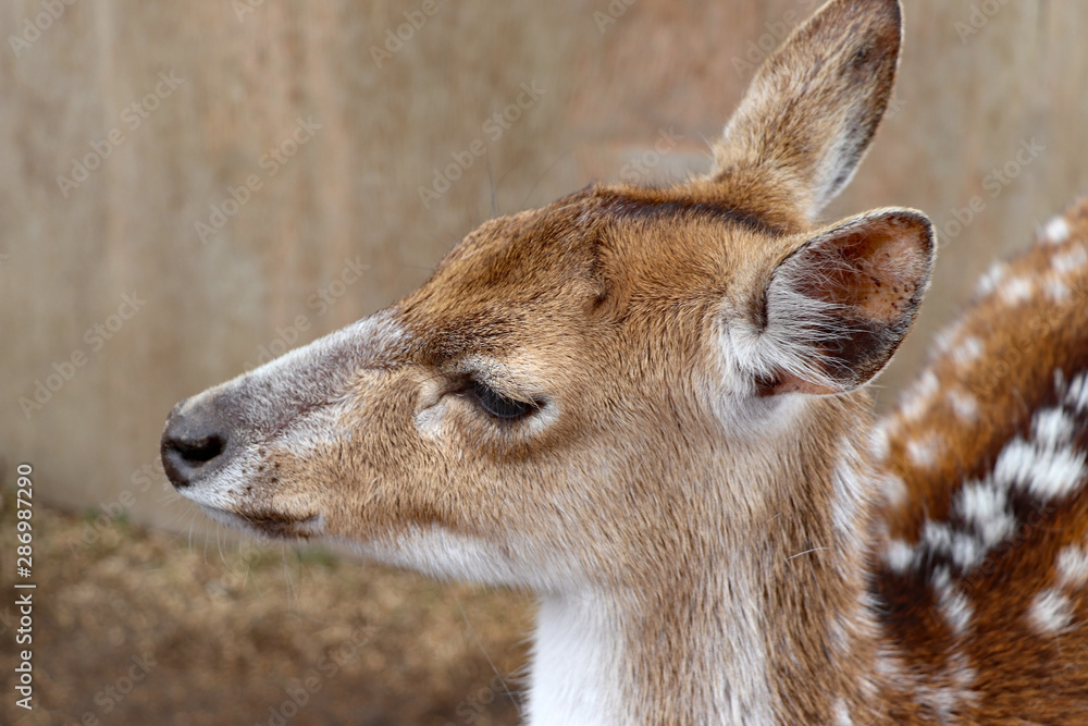 鹿の横顔 Stock Photo Adobe Stock 鹿の横顔 Stock Photo Adobe Stock