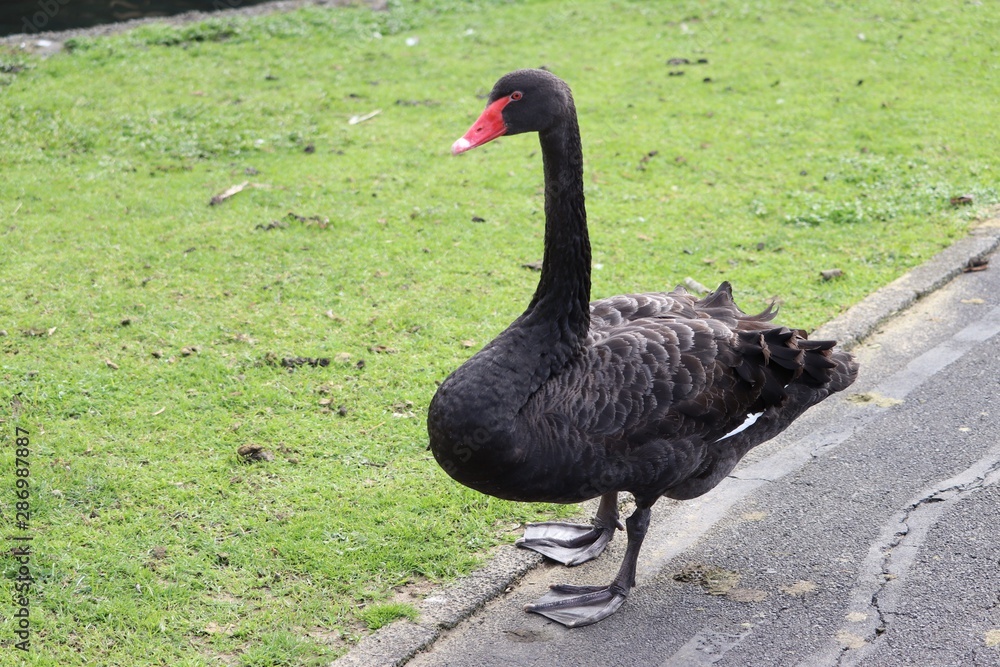 black swan on grass walking black swan on grass walking