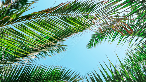 Palm leaves on blue sky background