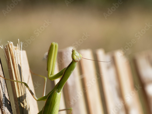 Photos (Mantis religiosa) Gros plan sur une tête aux longues antennes d'une mante relig